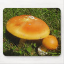 Search for caesarea Fungus