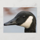 Search for brown background postcards Animal