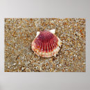 Recherche de palourde art Vie marine
