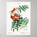 Search for mountain rose posters Flower