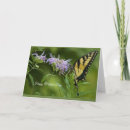 Search for glaucus Butterfly