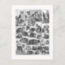 Search for chat vertical postcards Cat