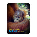 Search for orangutans magnets Animal