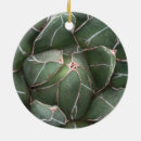 Search for succulent ornaments Plant