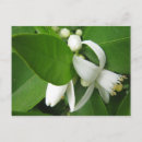 Search for orange blossoms postcards Green