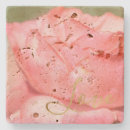 Search for blushing photography Rose