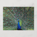 Search for strut postcards Peacock