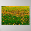 Search for dandelion field art Flowers