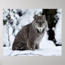 Search for lynx posters Feline