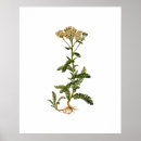 Search for vintage herb posters Illustration