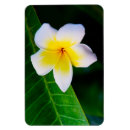 Search for plumeria magnets Frangipani