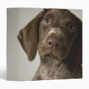 Search for puppy binders Brown