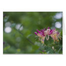 Recherche de chèvrefeuille cartes postales Rose