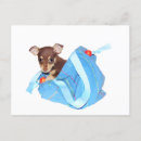 Search for chihuahua puppies postcards Pet