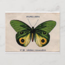 Search for papillons postcards Vintage