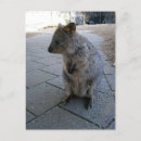 Search for cuddly vertical postcards Wildlife