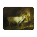 Search for stable magnets Animal