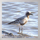 Recherche de oiseau mer posters Faune