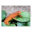 Recherche de tritons cartes postales Salamandre