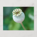 Search for flower seeds postcards Nature