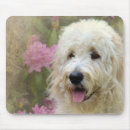 Recherche de blondes tapis souris Animal