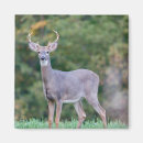 Search for buck deer magnets Landscape