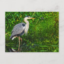 Search for great blue postcards Wildlife
