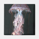 Search for jellyfish magnets Animals