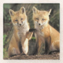 Recherche de petit renard dessous de verres Animal