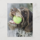 Search for small dog breed postcards Close up
