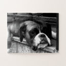 Recherche de boxer puzzles Canine