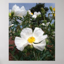 Search for prickly posters Floral
