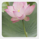 Search for lotus leaf stickers China