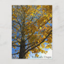 Search for yellow tree postcards Leaves