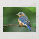 Search for blurred postcards Animal