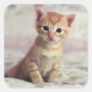 Search for ginger kitten stickers Cat