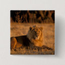 Search for panthera buttons Fauna