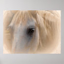 Search for white horses posters Horse head