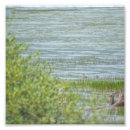 Recherche de bleu canard posters Eau