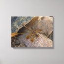 Search for dragonfly canvas prints Wildlife