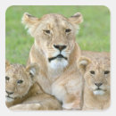 Search for tanzania stickers Fauna