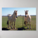 Recherche de fjord norvégien posters Chevaux