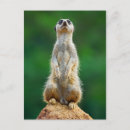 Recherche de alerte posters Terrier