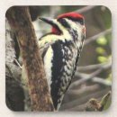 Search for belly coasters Woodpecker