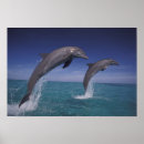 Search for dorsal posters Marine
