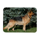 Recherche de deutscher magnets Berger allemand