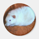 Search for fancy rat magnets Rodents
