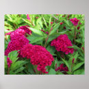 Search for matte finish Floral