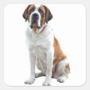 Recherche de chiots de st bernard autocollants Chien
