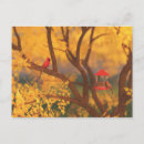 Search for feeders postcards Red